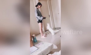 Cute kitten jumps up into owner's arms for a hug