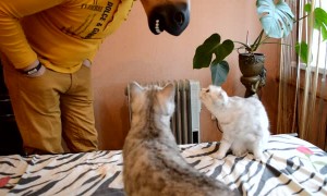 Cats React to Horse Mask