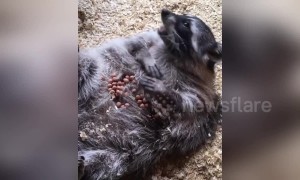 Fat raccoon enjoys eating from own belly