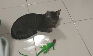 Cat Wakes Up Beside Lizard