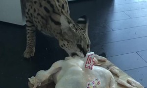 Cat Enjoys Chicken Birthday Cake