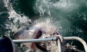 Dramatic footage shows great white's jaws inches away from cameraman's foot
