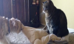 Dog doesn't want to Share Pillow with Cat Brother