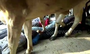 Watch villagers in India get trampled by herd of cows for Diwali