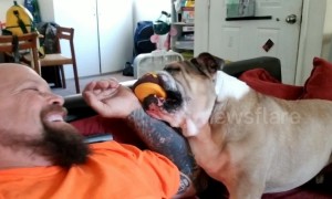 Persistent bulldog really wants owner to play with him