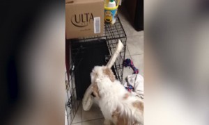 Determined Pup won't stop till he has his Toy in his Crate