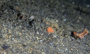 Bobbit Worm Hunting Fish