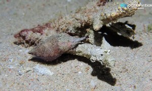 Cuttlefish Walking on the Sand