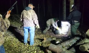 Bear Cub's Head Freed After Two Days in Barrel