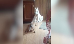 Dog Tries to Befriend Sculpture – LOL