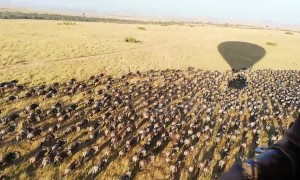 Tourists get stunning view of wildebeest herds from hot air balloon