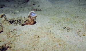 Spiny Devilfish Opens Huge Mouth