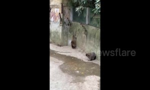 Chubby raccoons can't jump!