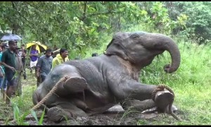 Heartbreaking video shows moment wild elephant tries to escape ropes