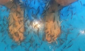 Are these fish eating dead skin off spa-goers feet?