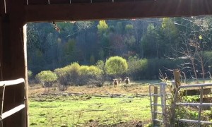Woman Calls Cows in for Breakfast