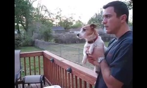 Jack Russell totally loses it whenever owner mentions squirrels