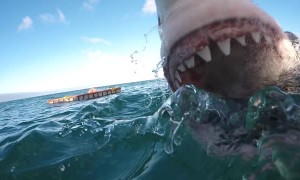 Up-close footage of an attacking Great White Shark