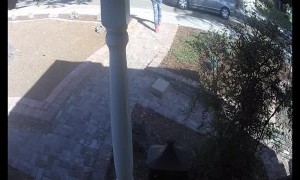 Package Thief Strikes in Broad Daylight