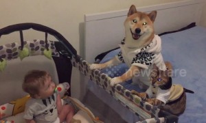 Chiko the dog and Bella the cat are responsible babysitters