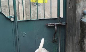 Who Let the Dogs Out?