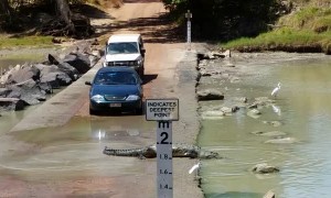 Massive crocodile holds up traffic while crossing road