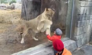 Lioness in Zoo Interacts with Kid