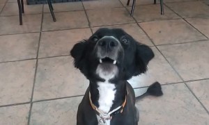 Clever dog hilariously whispers on command