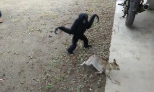 A game of cat and gibbon! Gangly ape just wants to play with kitty
