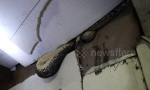 Huge python caught in shop roof eating one-metre-long monitor lizard