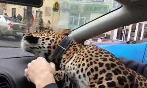 Leopard Takes a Taxi