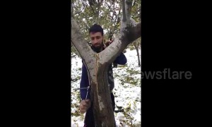 Strangely satisfying: man repairs split apple tree