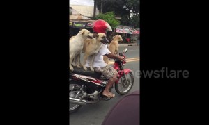 Man balances his three dogs on motorcycle as he goes for a ride