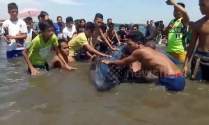 Beachgoers rescue 26ft long endangered whale stranded in shallow waters