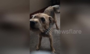 Deaf dog gets so excited when owner returns home after four weeks away
