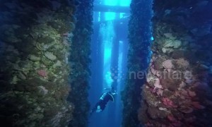 Ethereal scene for divers swimming beneath a California oil platform