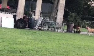 When You Play Tag with Your Dog