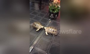 Giant tortoise fights with own reflection in mirror