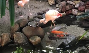 Flamingos Feed Fish