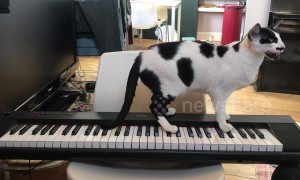 This cat sings a song while playing a tune on the piano