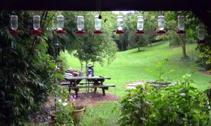 Hummingbird Feeder Frenzy