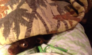 These Pets Love to Play Hide and Seek