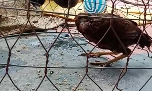 Chicken Contortionist