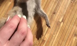 Meerkat Loves Tummy Rub