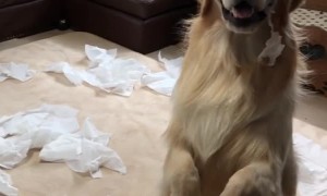 Golden Retrievers Cause Tissue Catastrophe
