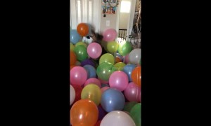 Cooper the dog has the time of his life playing in room filled with balloons