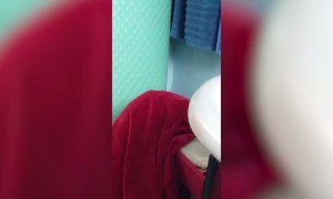 Dog Wraps himself in Blanket – Try not to 