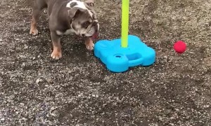 Hugo the Bulldog Loves Playing Swingball