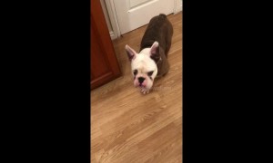 Clever bulldog shuts kitchen door with a satisfying push