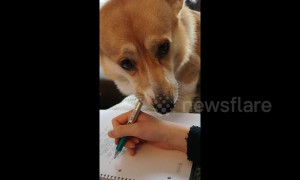 When your friend has to study but all you want is attention